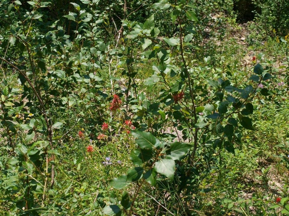 Camper-submitted photo at St Mary Campground - Glacier National Park — Glacier National Park in Montana