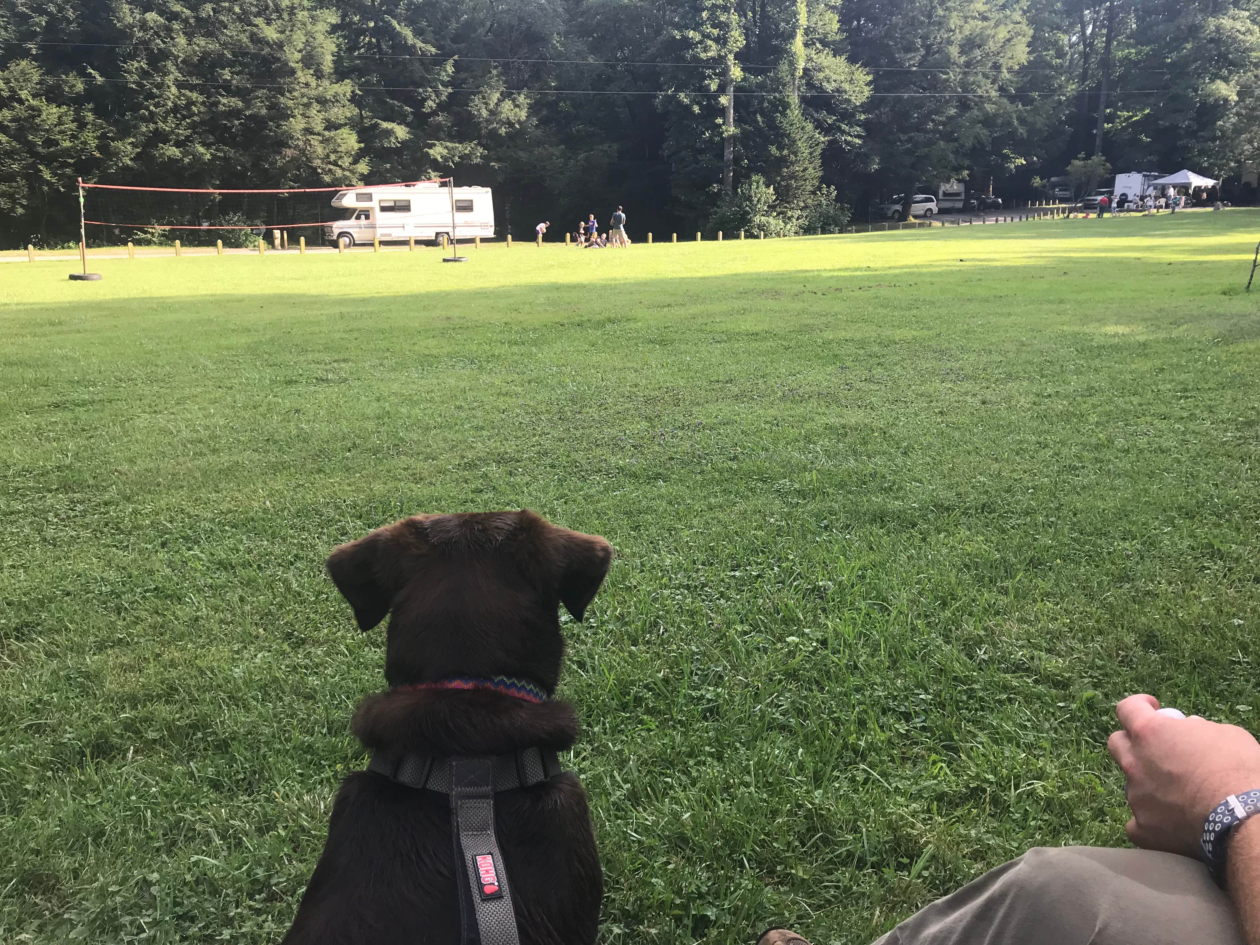 Megan D.'s photo of camping with pets at Black Mountain Campground - CLOSED INDEFINITELY near Bakersville, NC