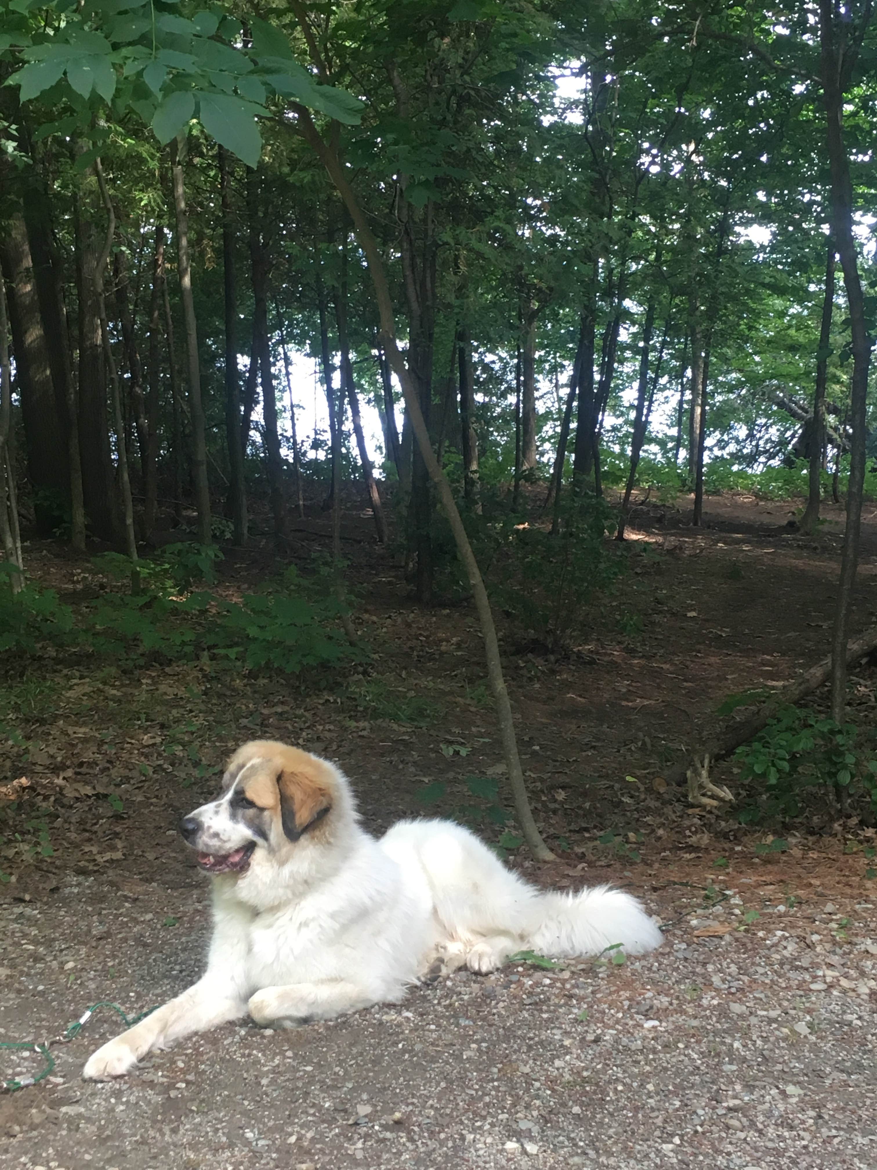 Mackenzie B.'s photo of camping with pets at Grand Isle State Park Campground near Swanton, VT