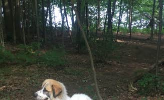 Mackenzie B.'s photo of camping with pets at Grand Isle State Park Campground near North Hero, VT
