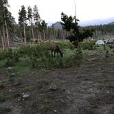 Review photo of Glacier Basin Campground — Rocky Mountain National Park by Rachel Y., August 4, 2018
