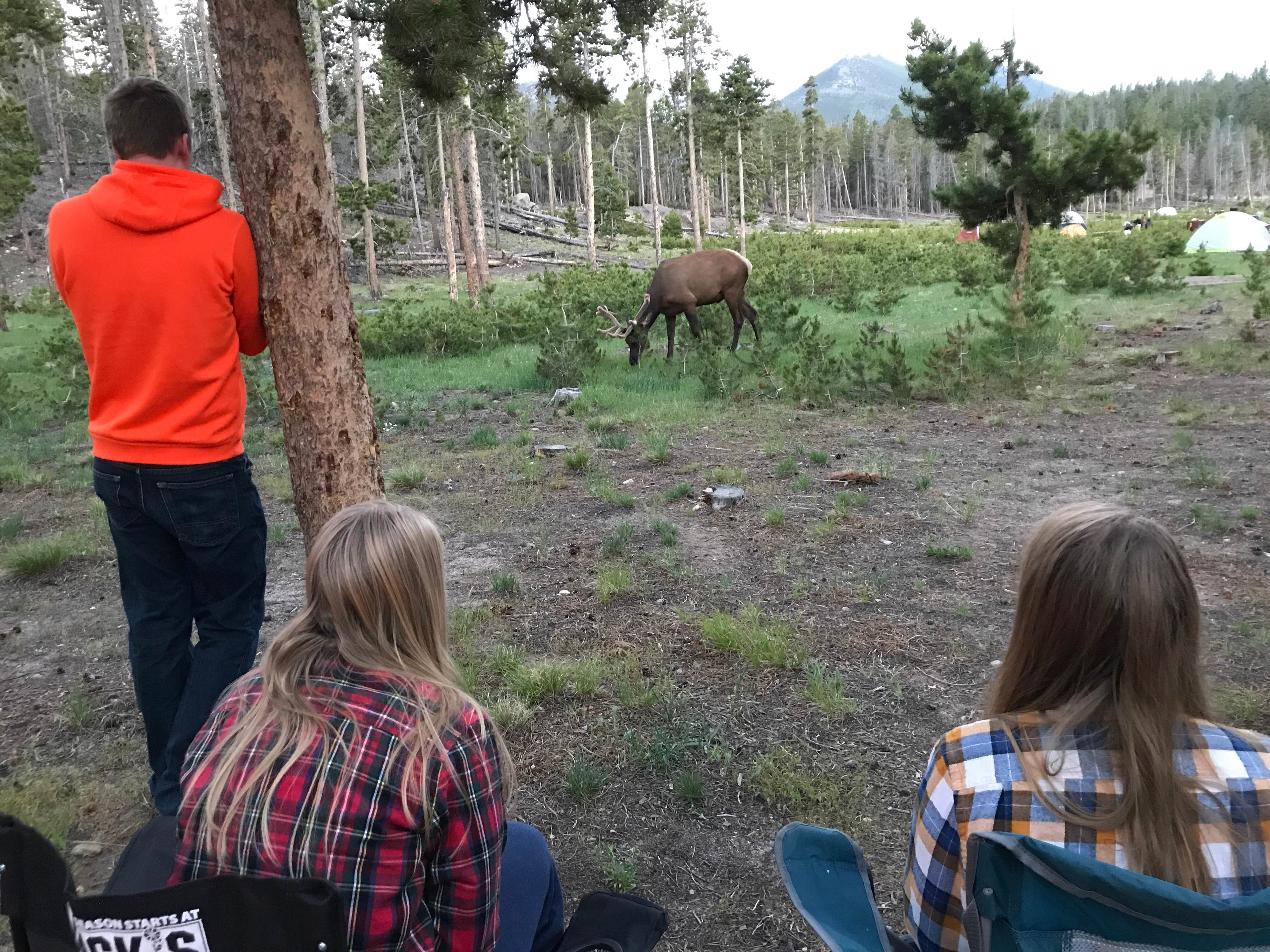 watching elk wander through our site