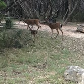 Review photo of Pedernales Falls State Park Campground by Jill B., August 4, 2018