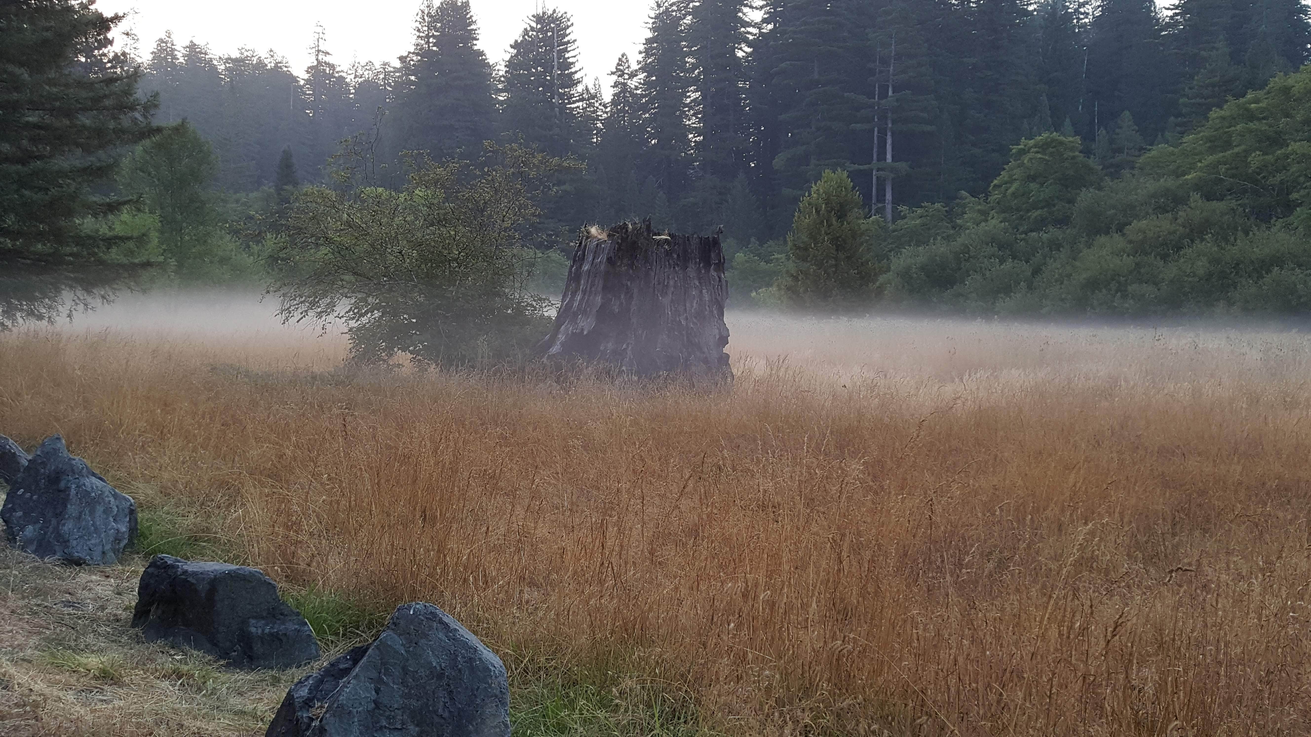 Camper-submitted photo at Albee Creek Campground — Humboldt Redwoods State Park near Bridgeville, CA