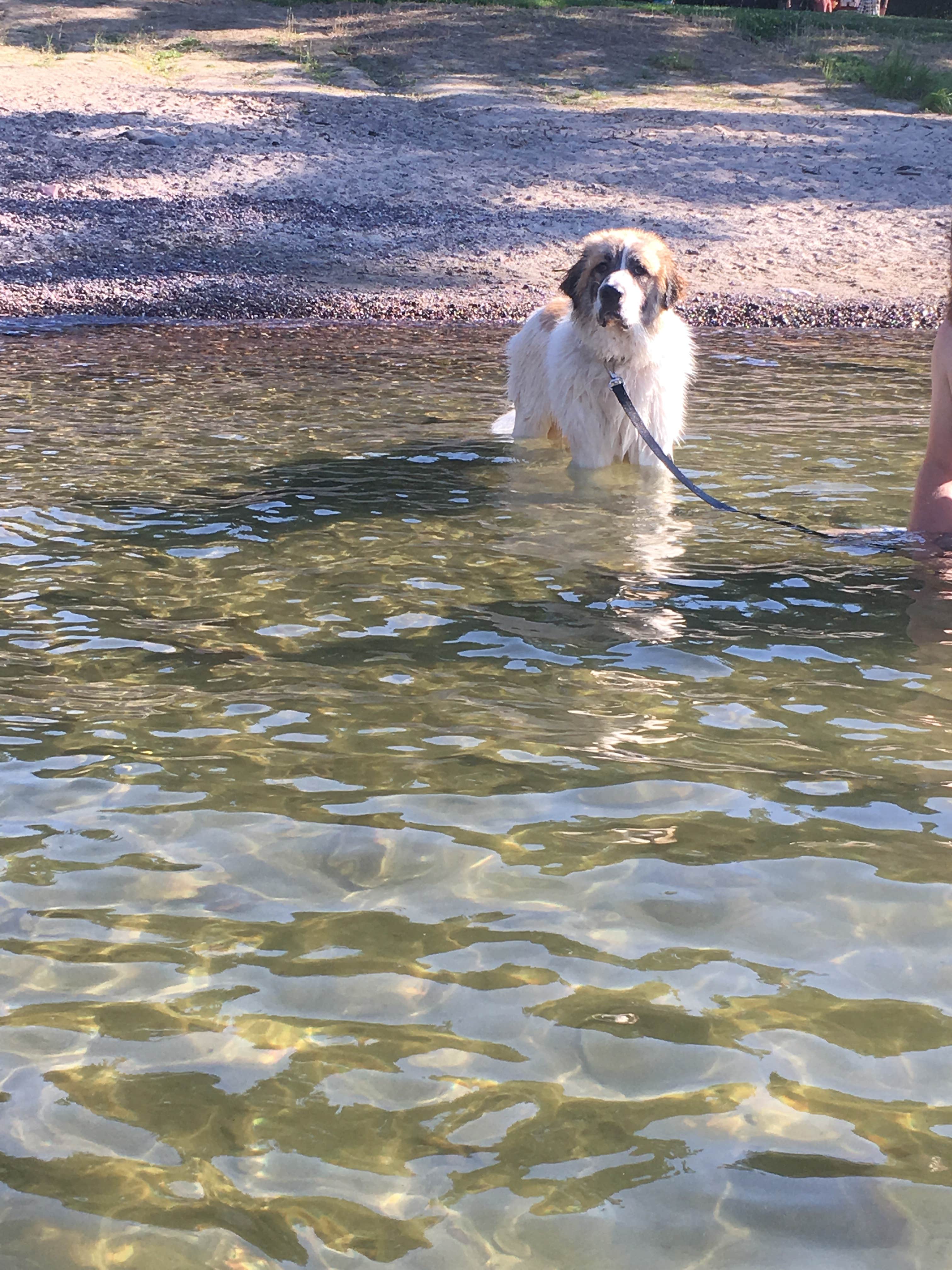Mackenzie B.'s photo of camping with pets at North Beach Campground near Swanton, VT