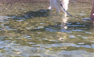 Mackenzie B.'s photo of camping with pets at North Beach Campground near Jericho, VT