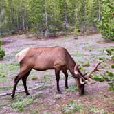 Review photo of Fern Lake — Yellowstone National Park by Chelsea W., August 4, 2018