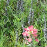 Review photo of Johnson Branch — Ray Roberts Lake State Park by Chris K., August 4, 2018