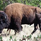 Review photo of Caprock Canyons State Park -  Honey Flat by Chris K., August 4, 2018