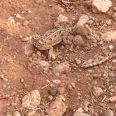 Review photo of Honey Flat Camping Area — Caprock Canyons State Park by Chris K., August 4, 2018