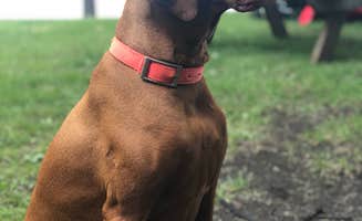 Ross B.'s photo of camping with pets at Tipsinah Mounds City Park near Battle Lake, MN