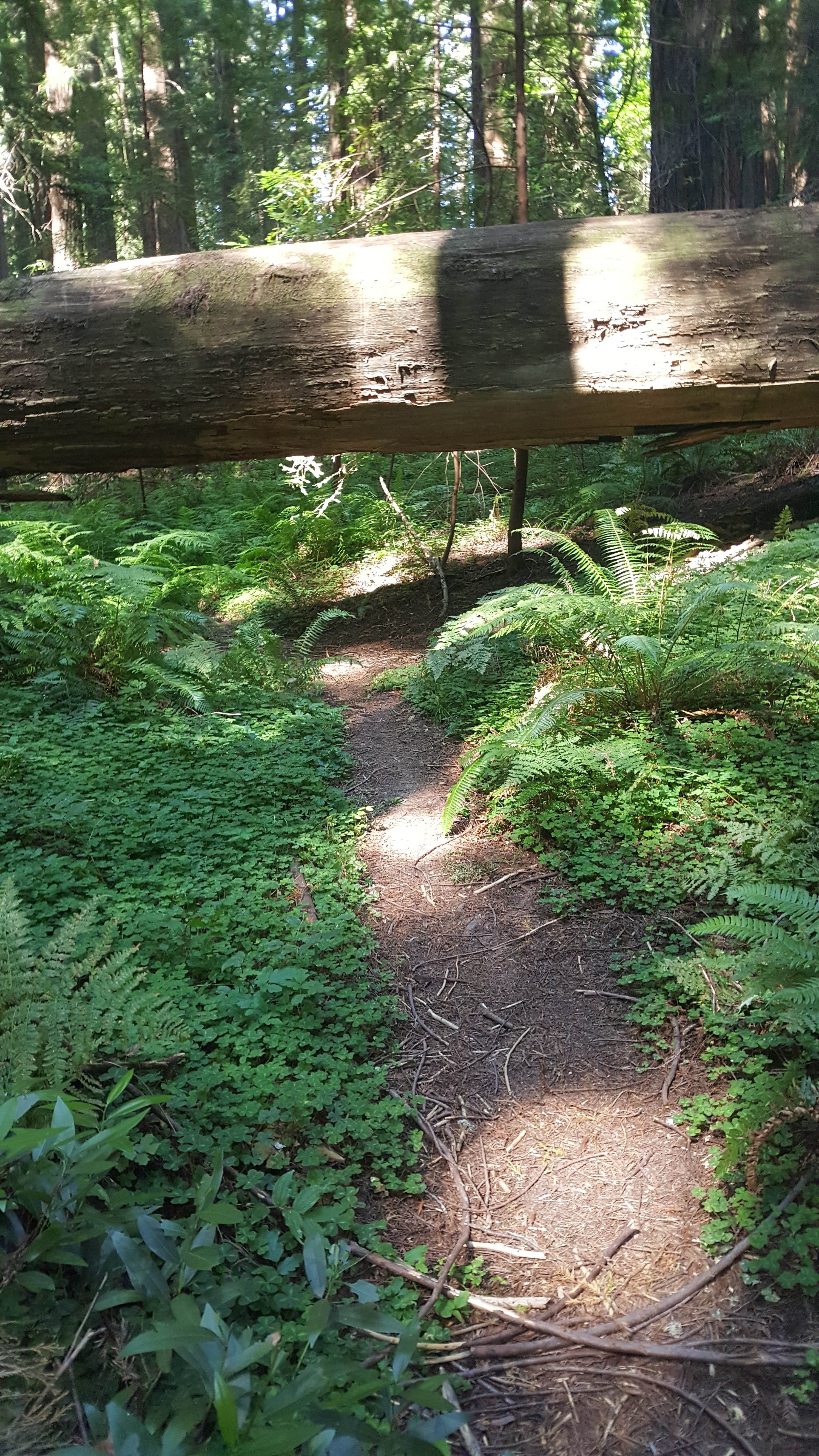 Camper-submitted photo at Burlington Campground — Humboldt Redwoods State Park near Hayfork, CA