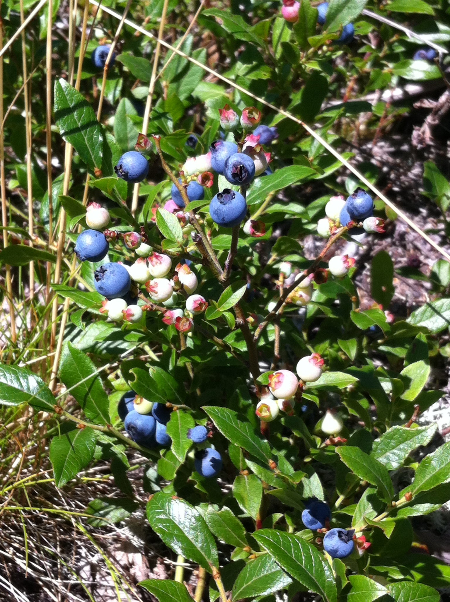 A carpet of wild blueberries