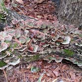 Review photo of Tyler State Park Campground by Chris K., August 4, 2018