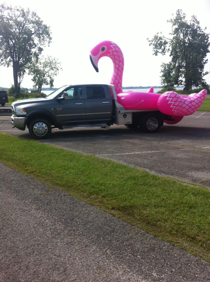 Pink Flamingo at Indian Lake - Lakeview, OH
