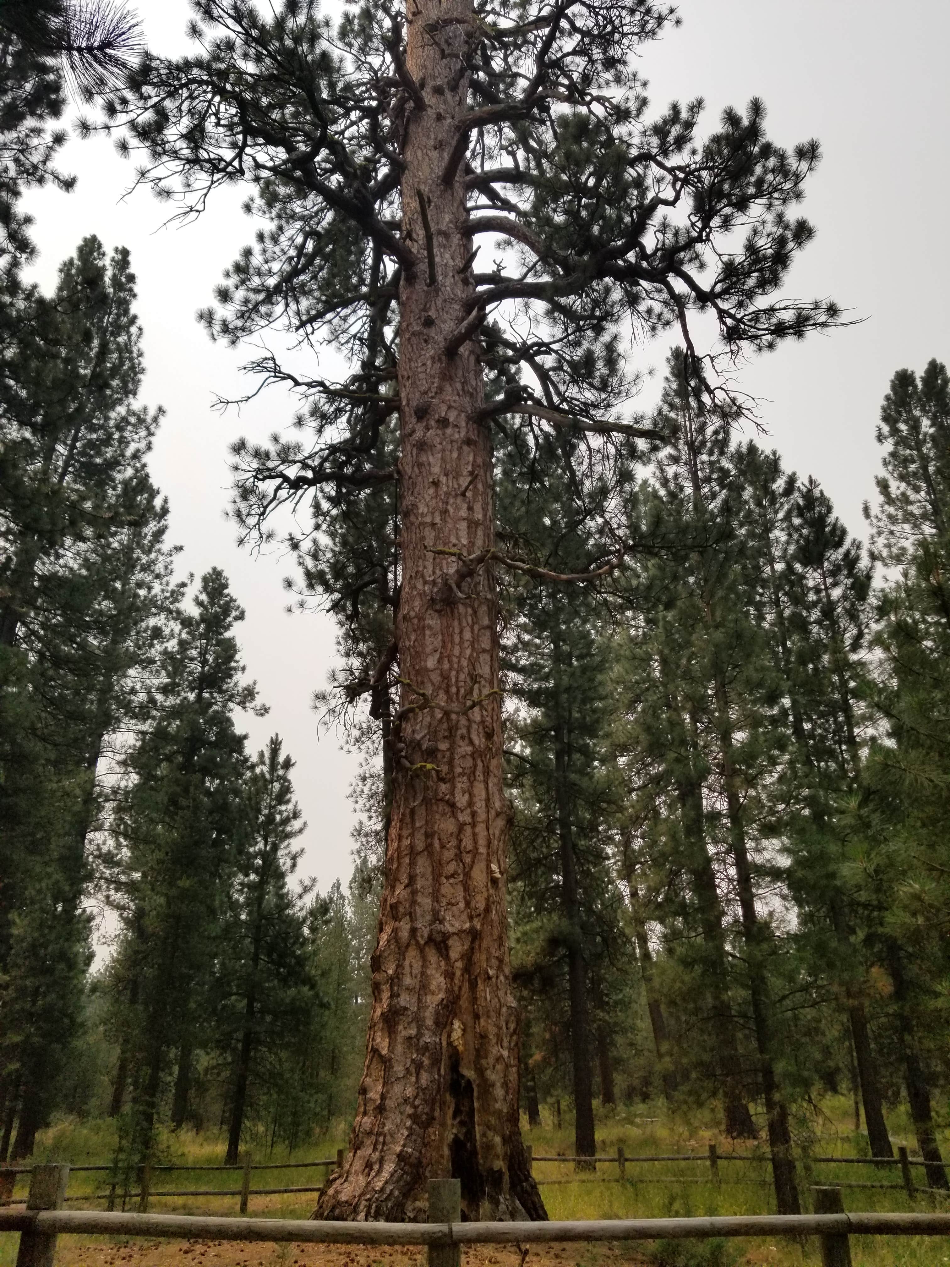 Camper-submitted photo at LaPine State Park Campground near Gilchrist, OR