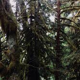 Review photo of Hoh Rain Forest - Olympic National Park by Xoë M., August 4, 2018