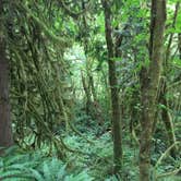 Review photo of Hoh Rain Forest - Olympic National Park by Xoë M., August 4, 2018