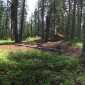 Review photo of Lake Wenatchee State Park Campground by Susan L., August 4, 2018