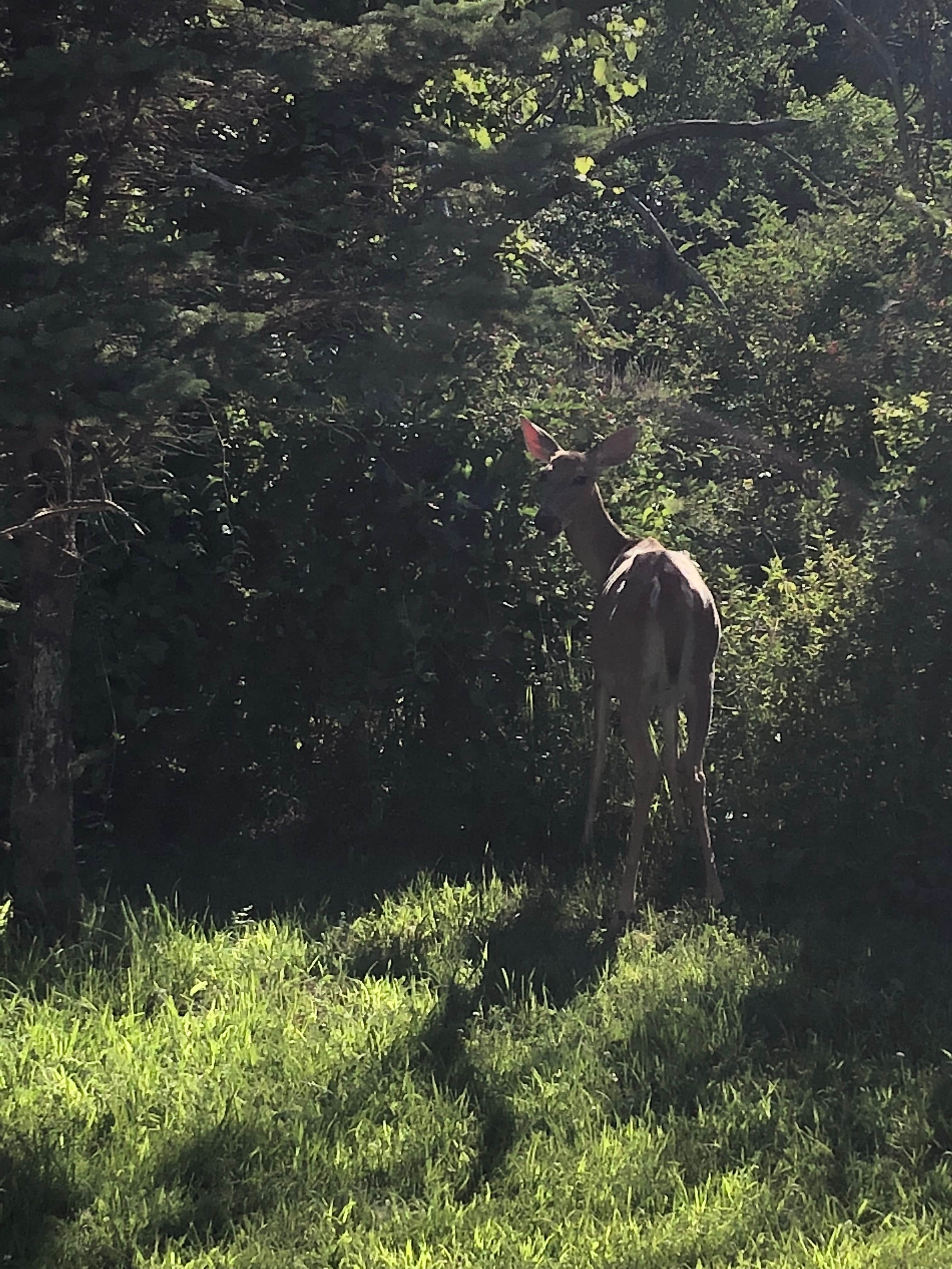 Camper submitted image from Addison Oaks County Park - 5