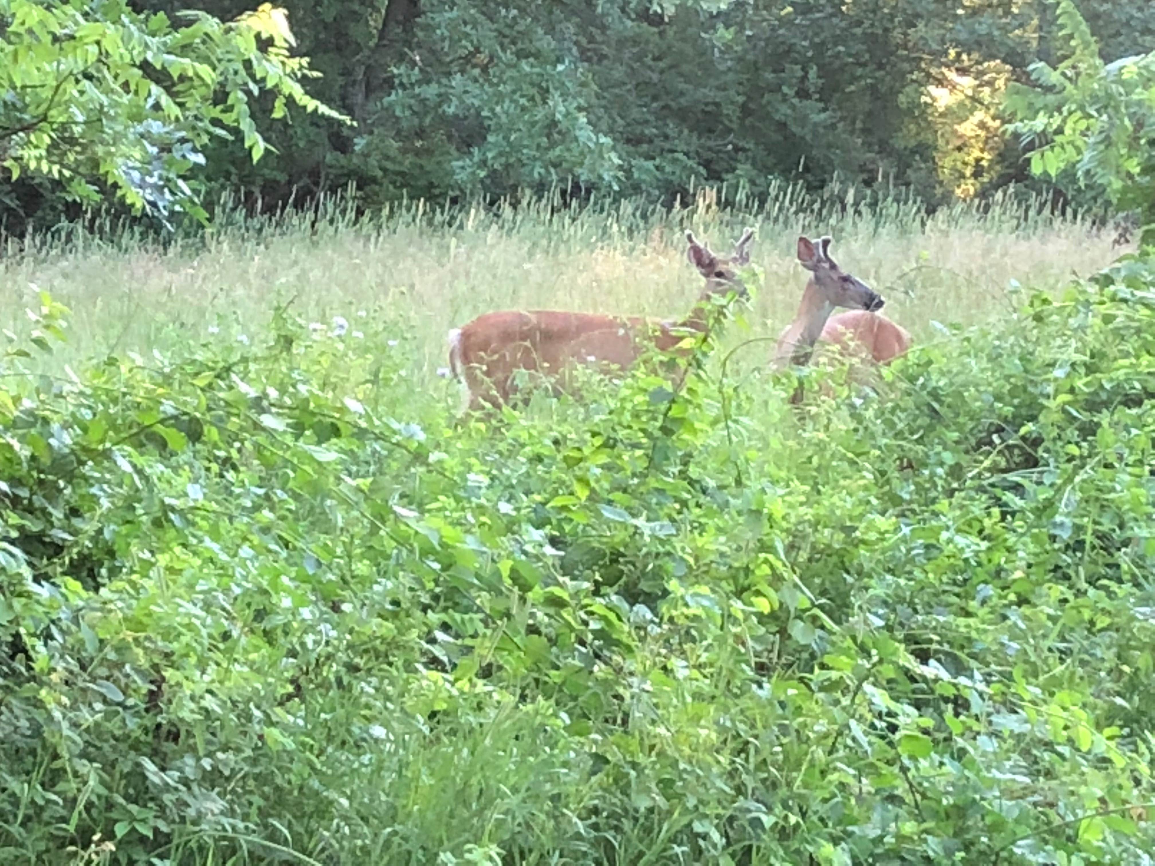 Camper-submitted photo at Addison Oaks County Park near Dearborn, MI