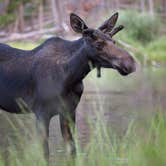 Review photo of East Portal Campground at Estes Park by Amanda M., August 5, 2018