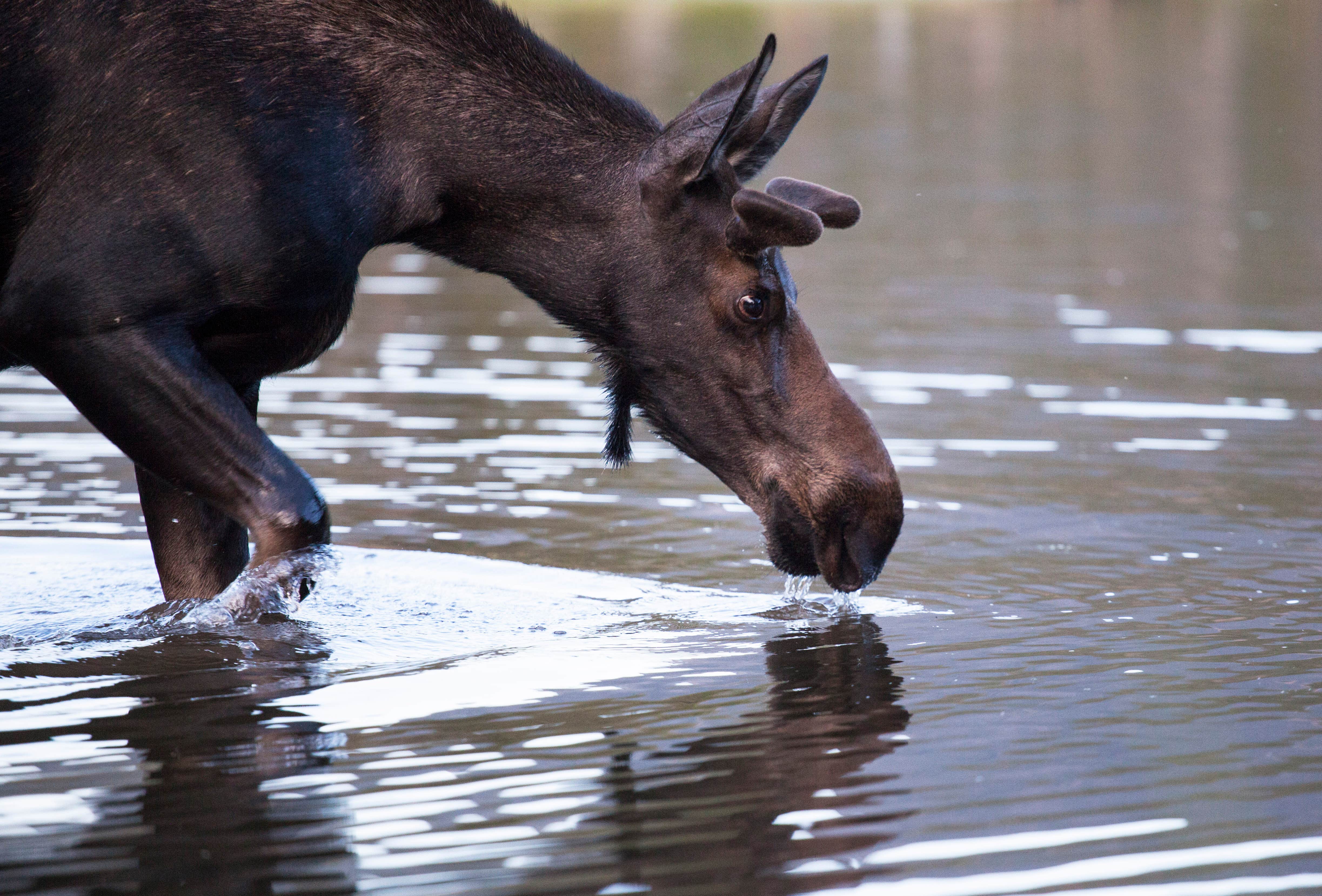 Camper-submitted photo at East Portal Campground at Estes Park near Glen Haven, CO
