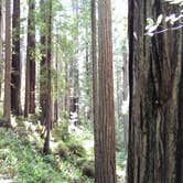 Review photo of Gold Bluffs Beach Campground — Prairie Creek Redwoods State Park by Kalai L., July 30, 2016