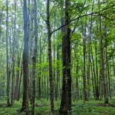 Review photo of Bewabic State Park Campground by Pat H., August 5, 2018