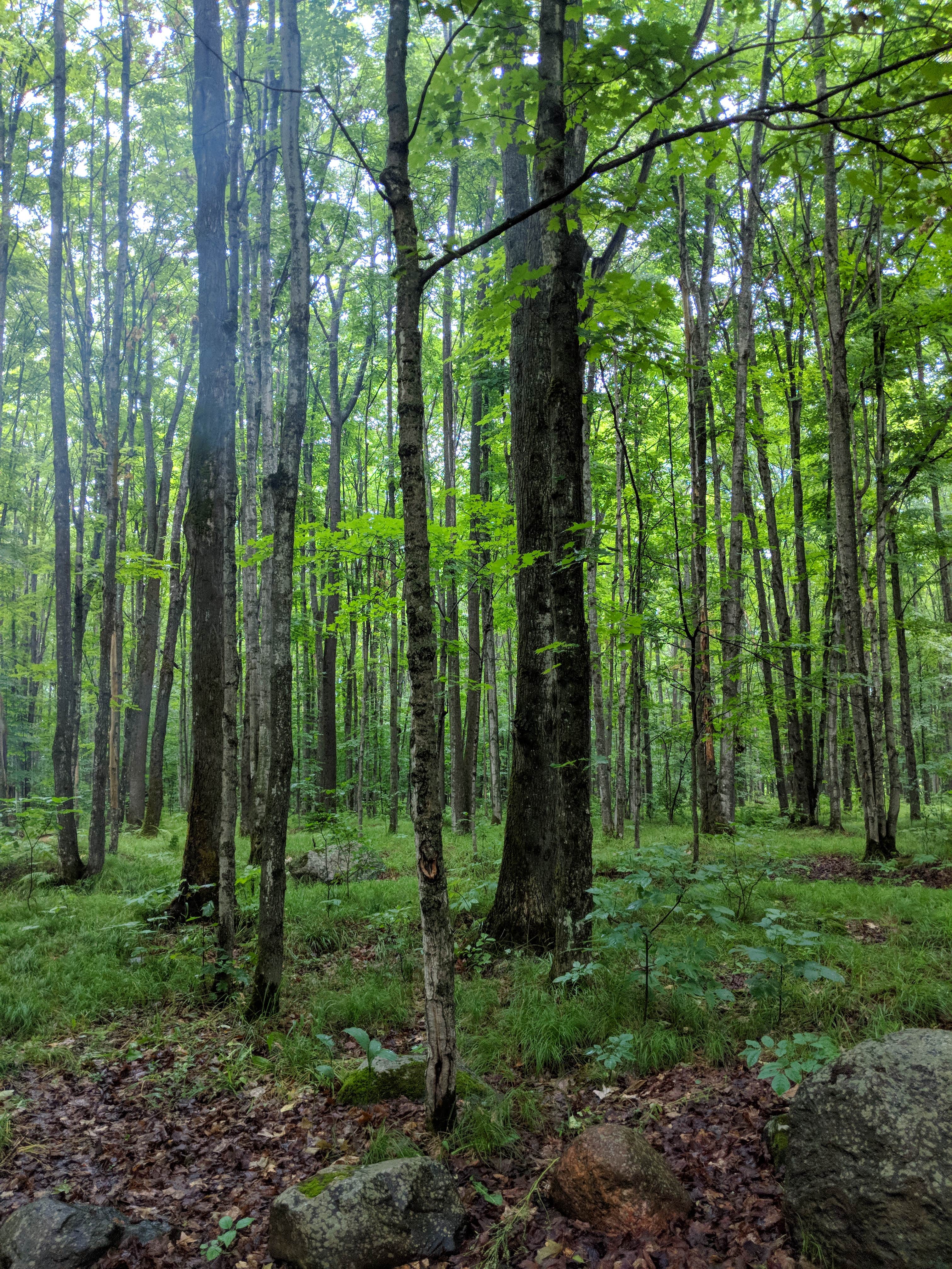 Camper submitted image from Bewabic State Park Campground - 2