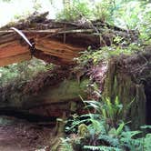 Review photo of Gold Bluffs Beach Campground — Prairie Creek Redwoods State Park by Kalai L., July 30, 2016
