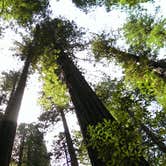 Review photo of Gold Bluffs Beach Campground — Prairie Creek Redwoods State Park by Kalai L., July 30, 2016