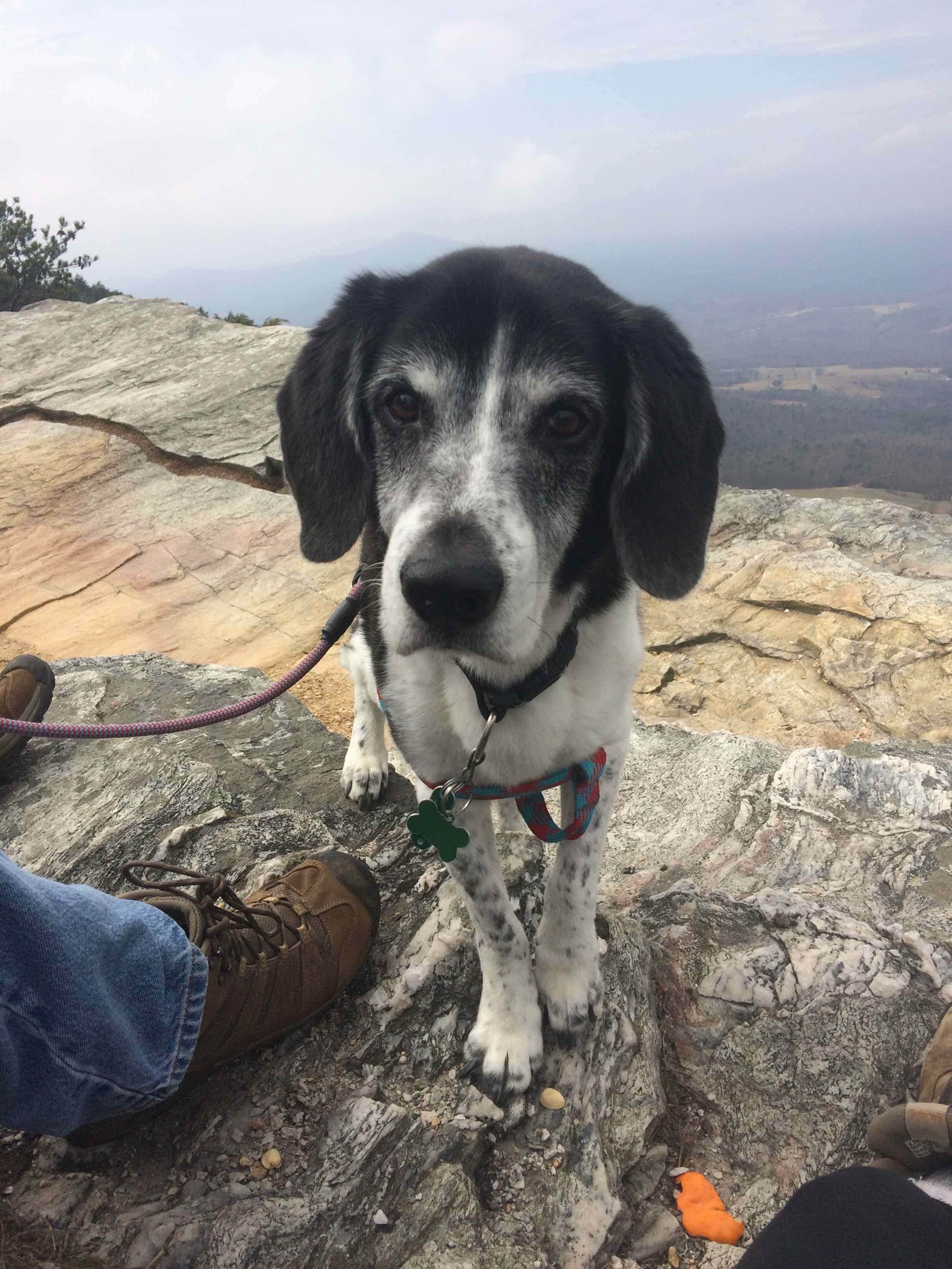 Caroline G.'s photo of camping with pets at Hanging Rock State Park Campground near Greensboro, NC