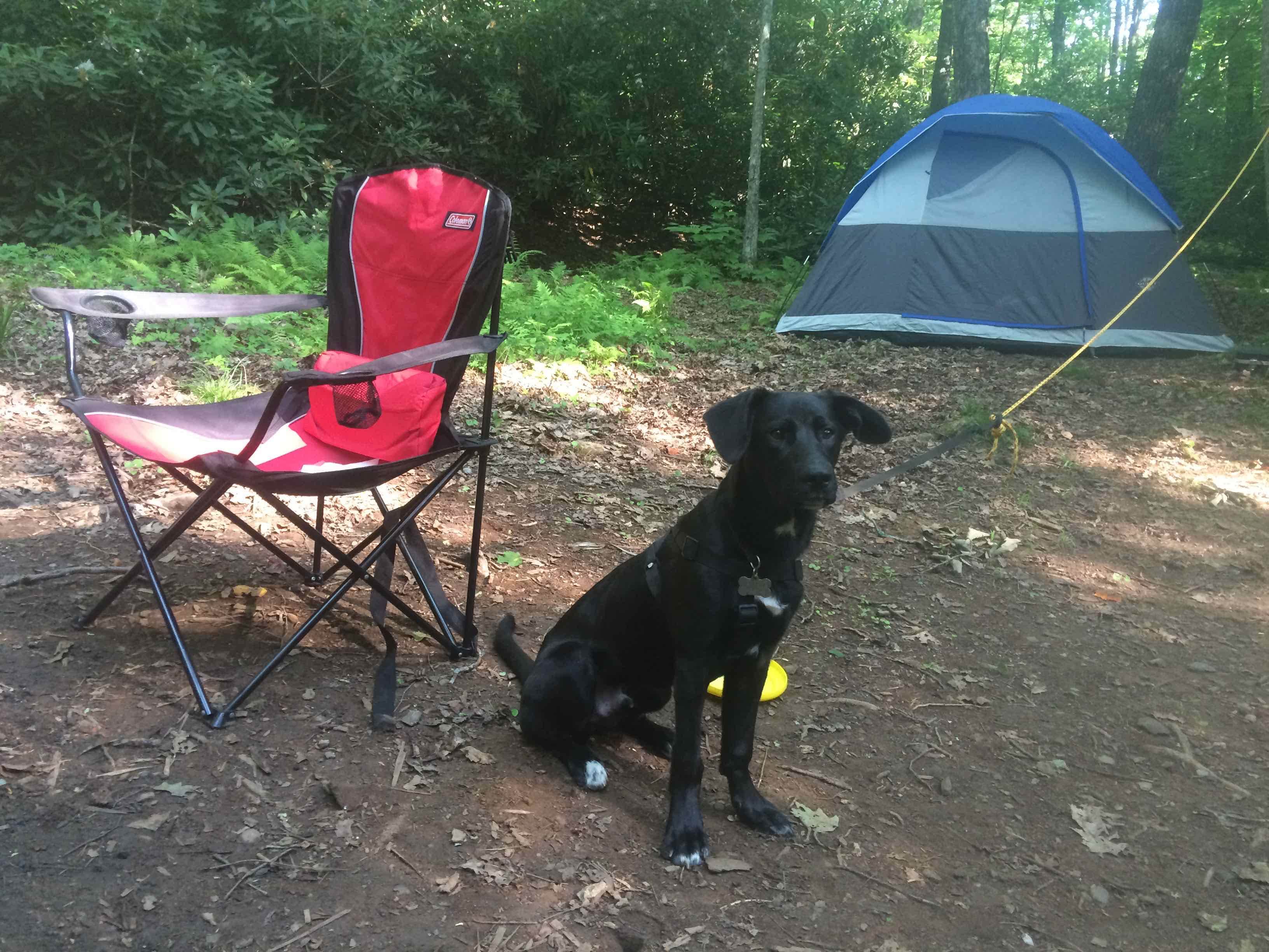 Caroline G.'s photo of tent camping at Boone Fork Campground near Statesville, NC