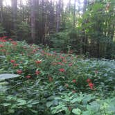 Review photo of Boone Fork Campground by Caroline G., August 5, 2018