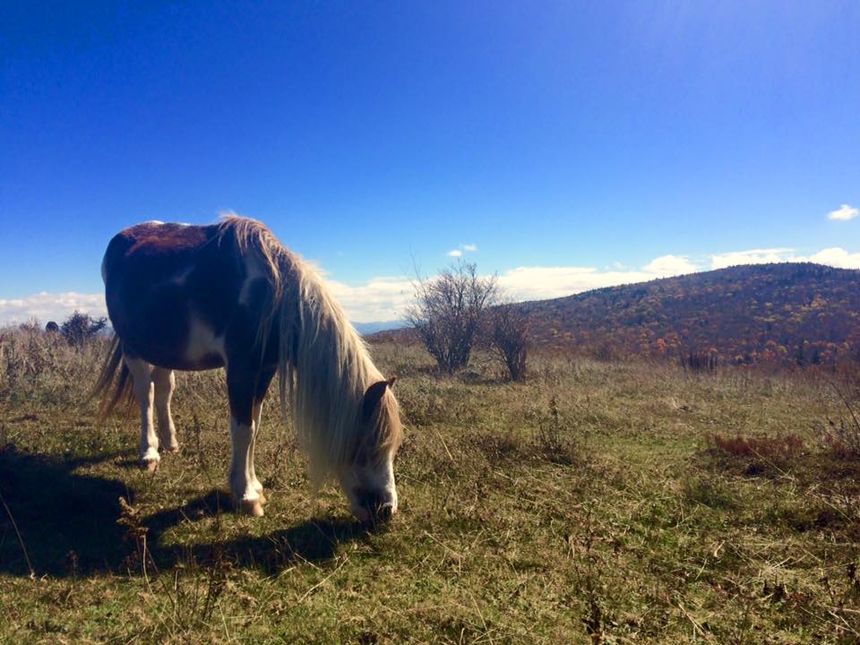 pony grazes on grass in grayson highlands on a clear day