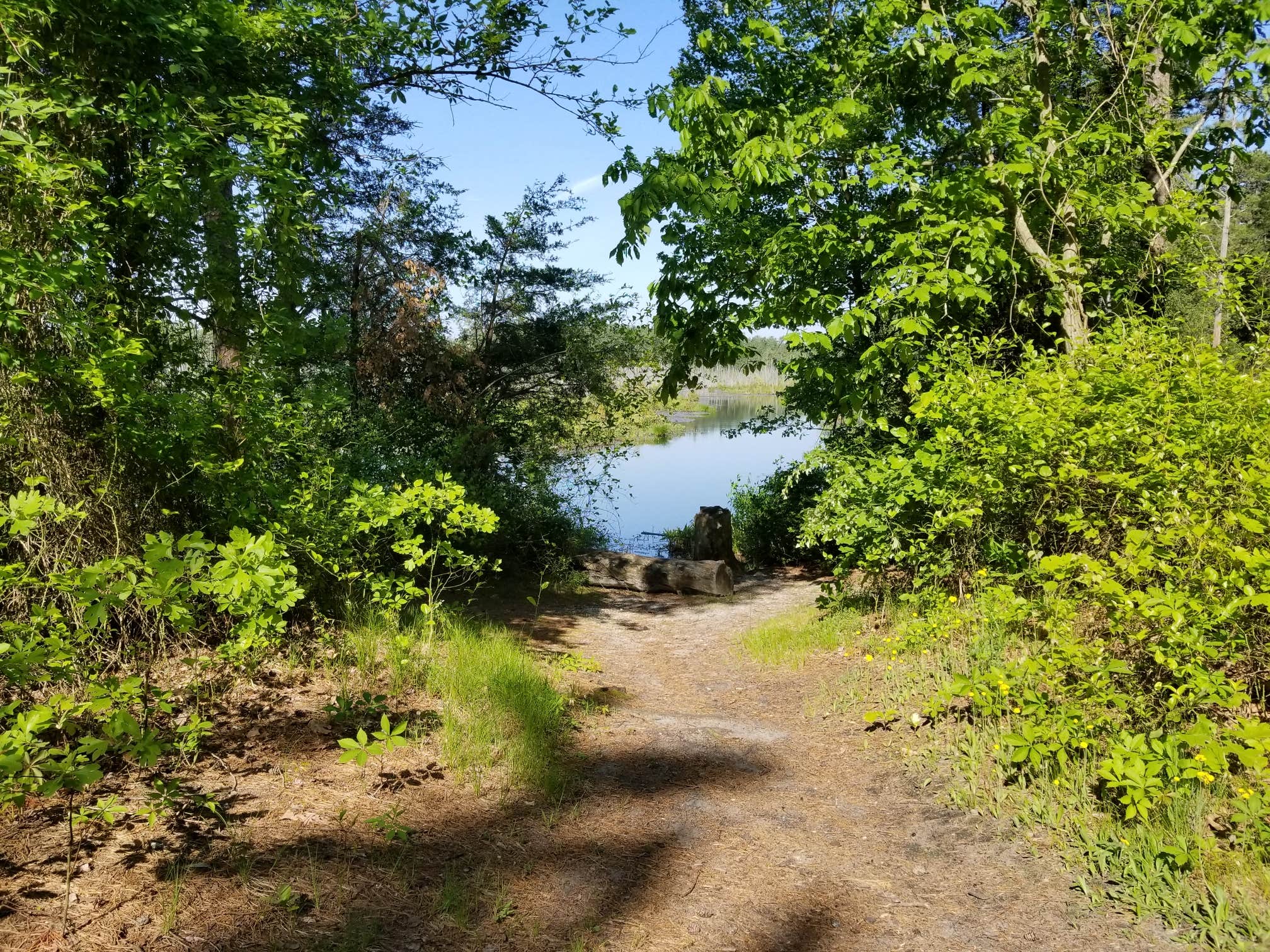 Camper submitted image from Atsion Family Camp — Wharton State Forest - 3