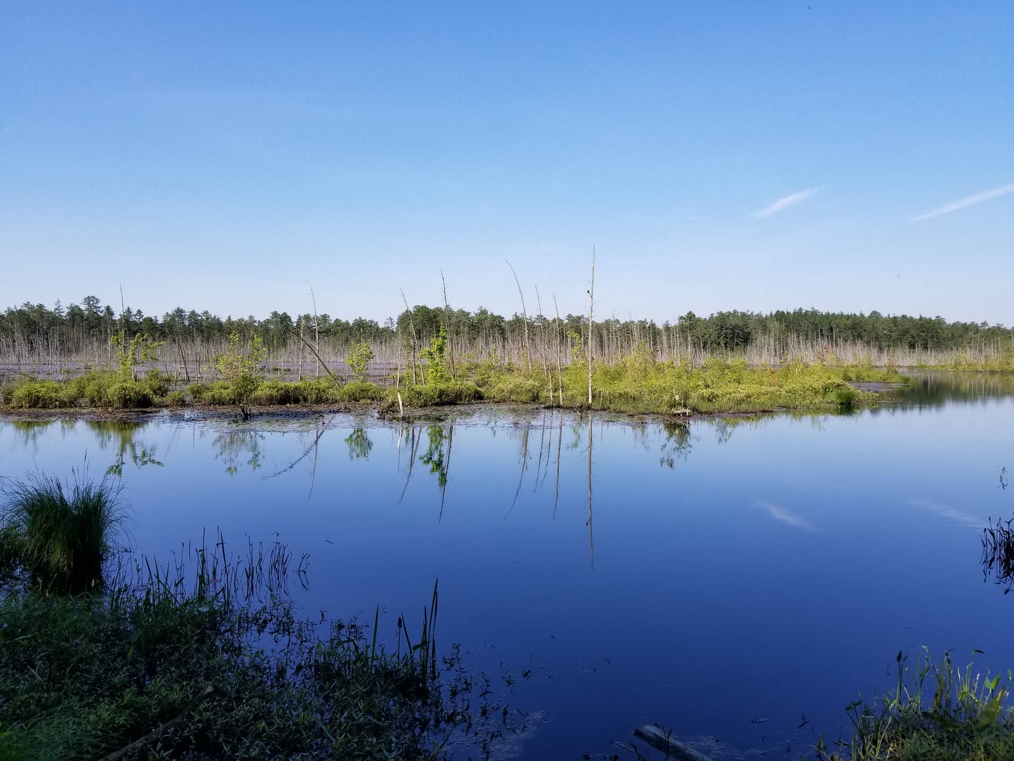 Atsion Wharton State Forest The Dyrt