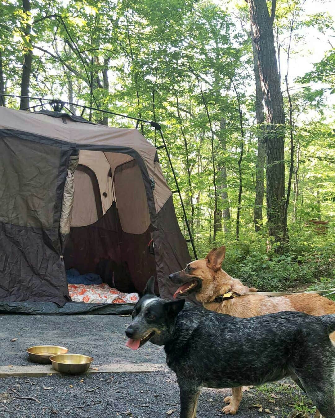 Camper-submitted photo at Wolf Gap near Orkney Springs, VA