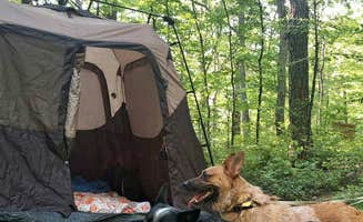 Victoriana P.'s photo at Wolf Gap near Star Tannery, VA