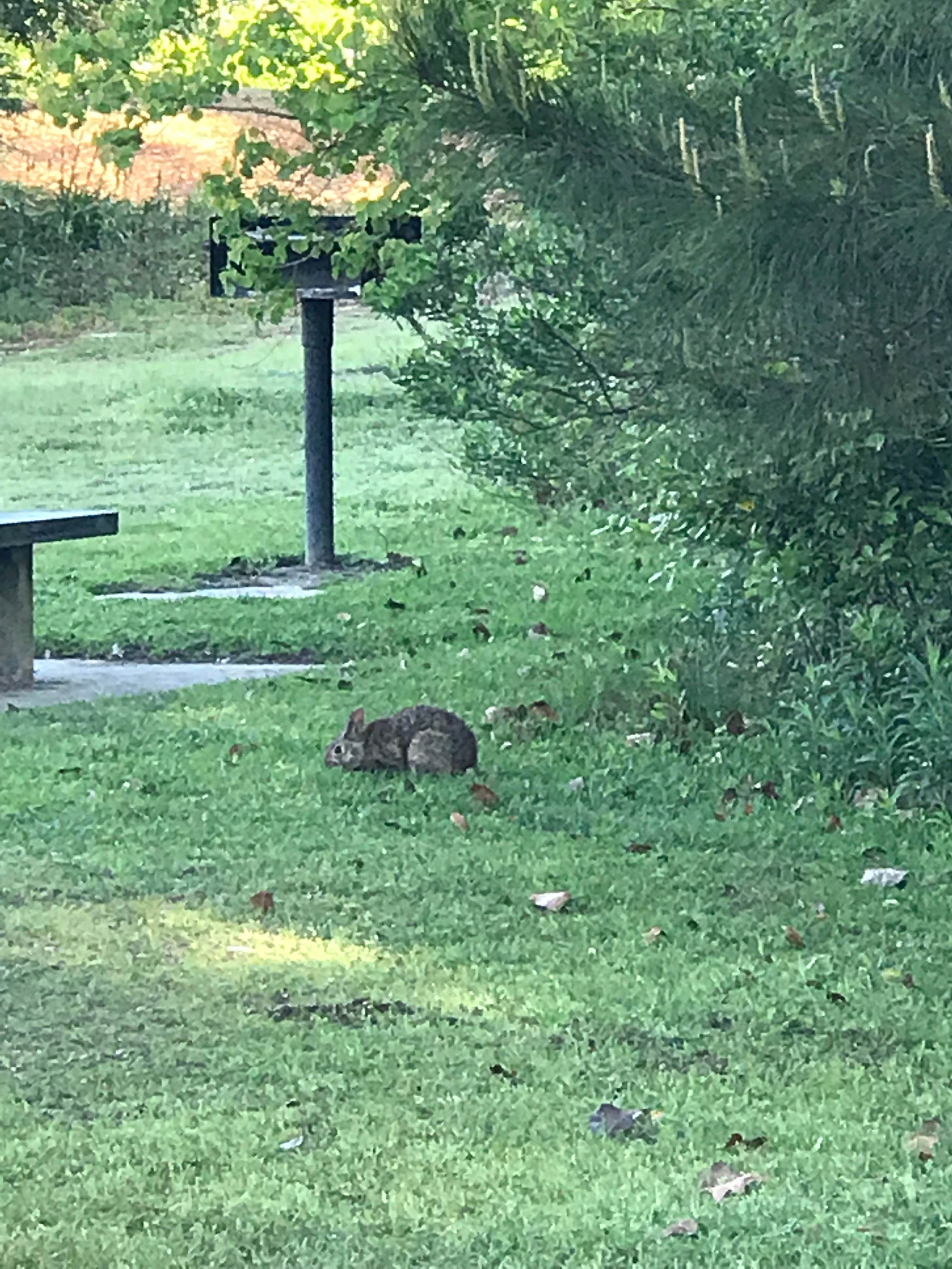 Camper-submitted photo at Buccaneer State Park Campground in Mississippi