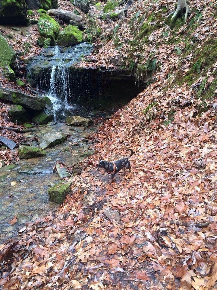 Camper submitted image from Maple Springs Campground — Mammoth Cave National Park - 4