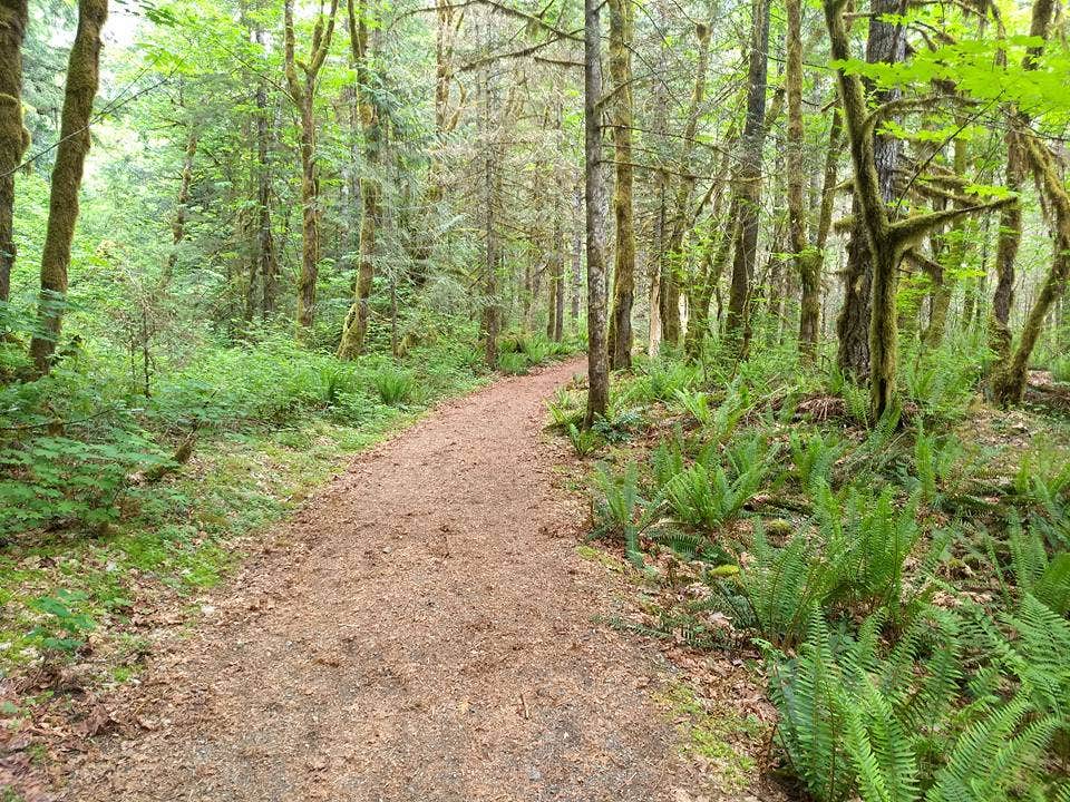 Camper submitted image from Shannon Creek Campground - 4