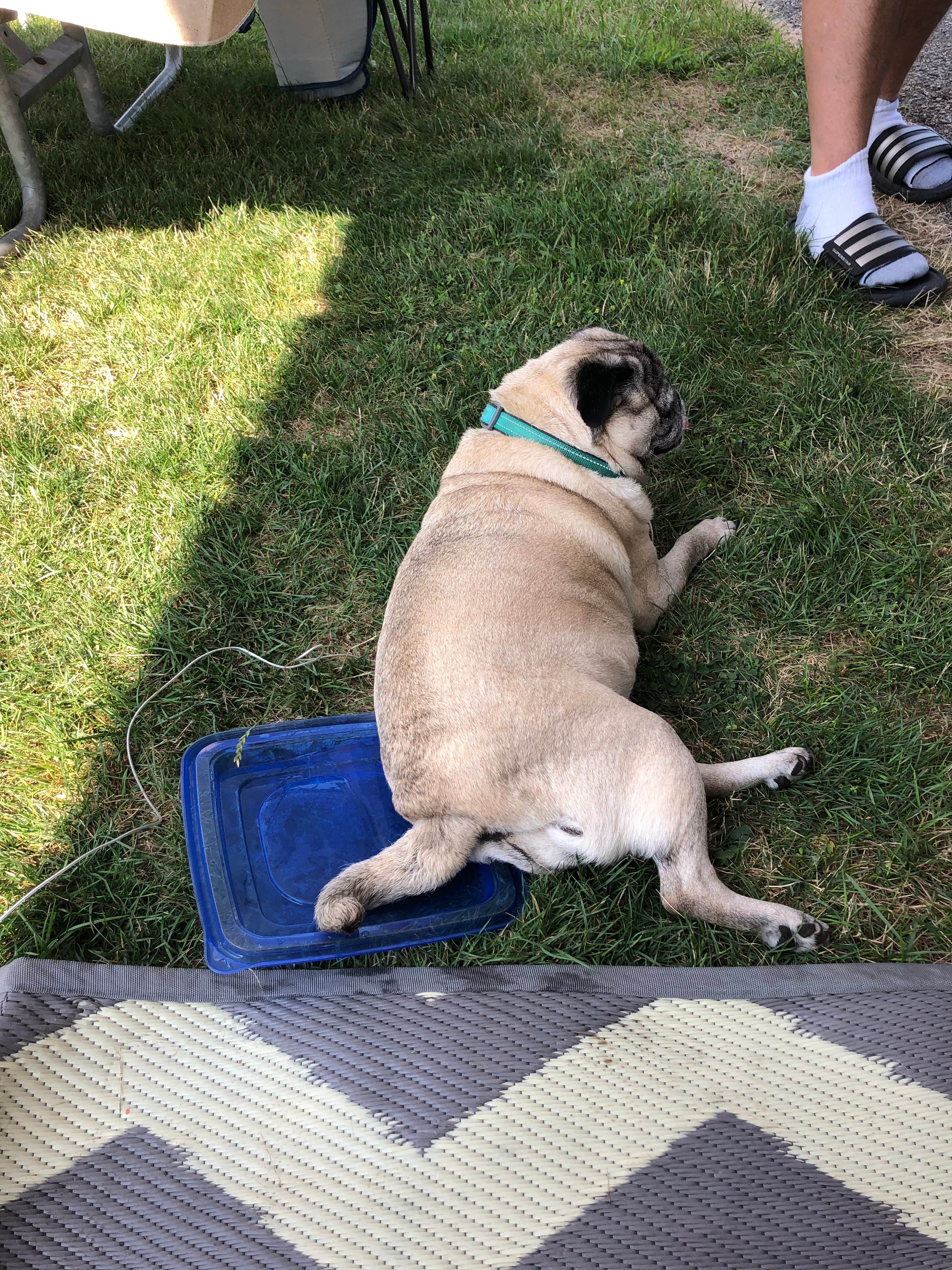 Beth G.'s photo of camping with pets at Harbortown RV Resort near New Boston, MI
