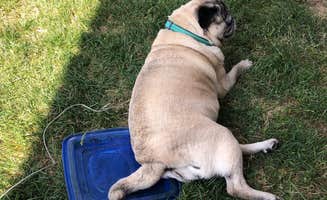 Beth G.'s photo of camping with pets at Harbortown RV Resort near New Boston, MI