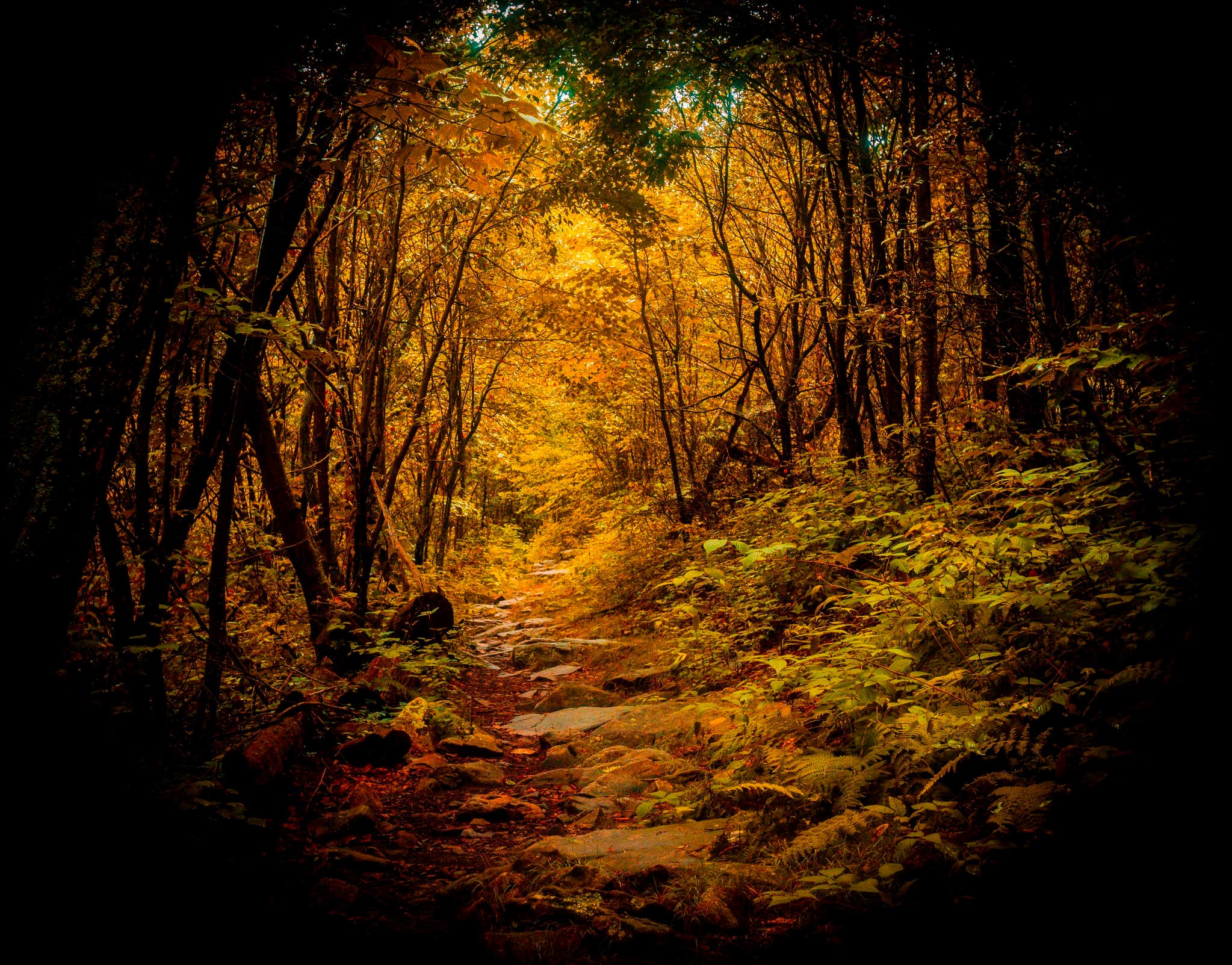 Camper-submitted photo at Wolf Gap near Orkney Springs, VA