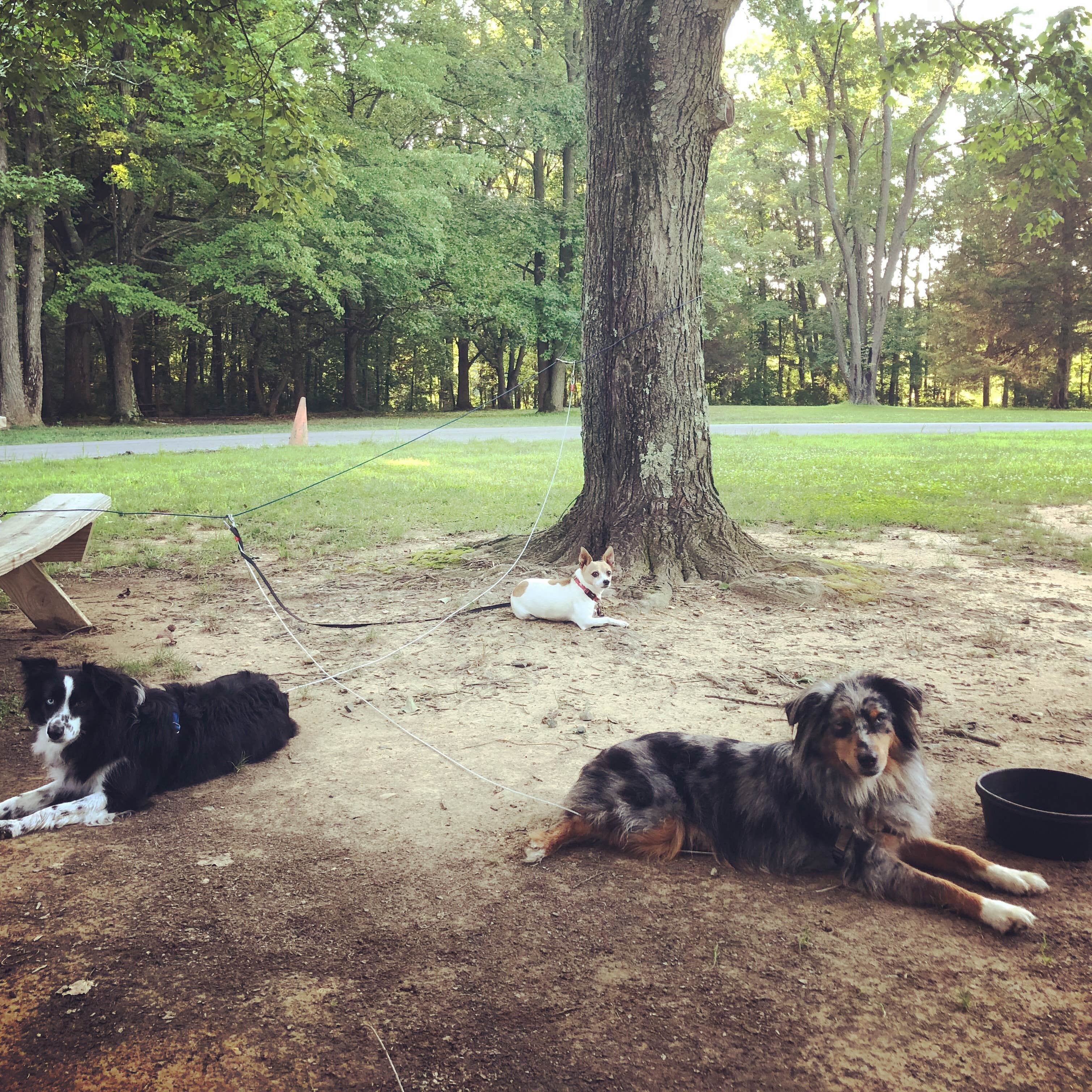 Laura R.'s photo of camping with pets at Lums Pond State Park Campground near Elk Mills, MD