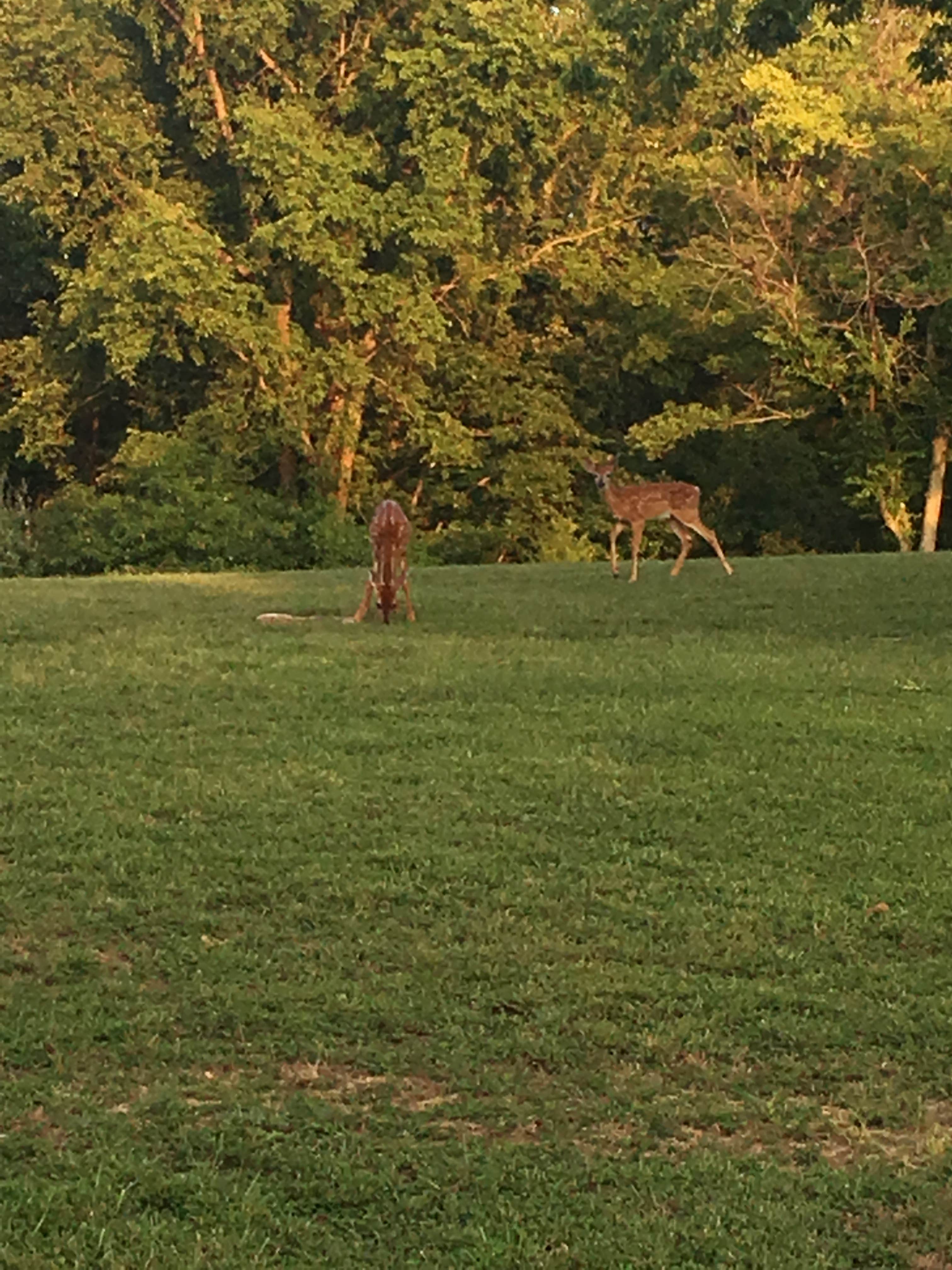 Camper-submitted photo at St. Joe State Park Campground near Imperial, MO