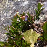 Review photo of Seawall Campground — Acadia National Park by Annie C., July 30, 2016