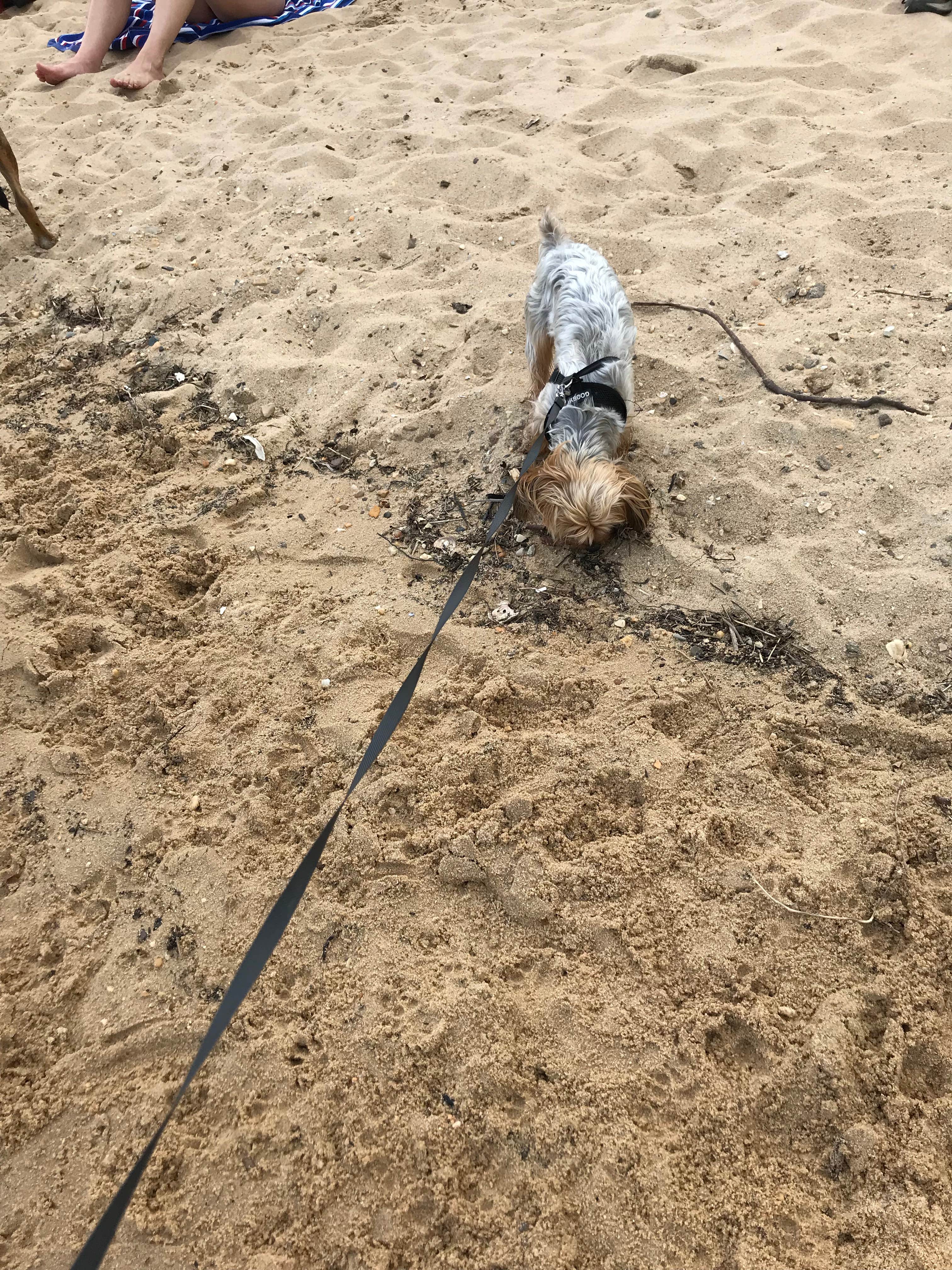 Kelly J.'s photo of camping with pets at Westmoreland State Park Campground near Colonial Beach, VA